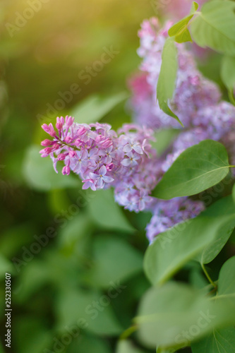 Lilac Syringa vulgaris in the spring park. Soft selective focus. Copy space