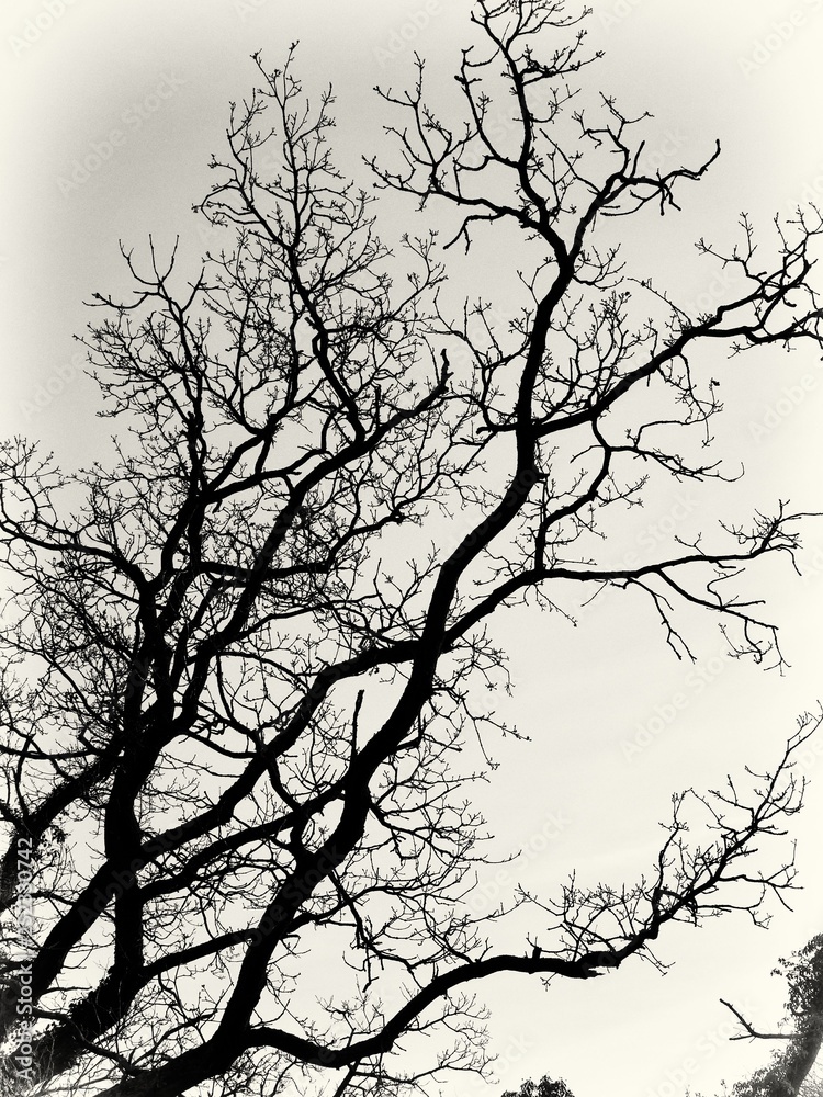 Fototapeta premium Bare trees in silhouette in winter time