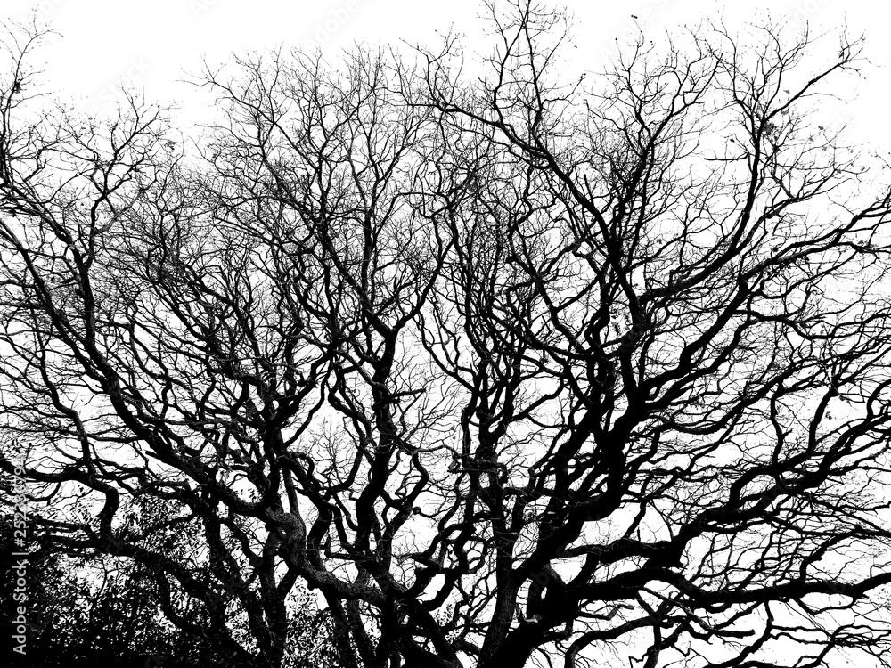 Bare trees in silhouette in winter time