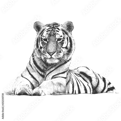 Tiger vector illustration hand drawn