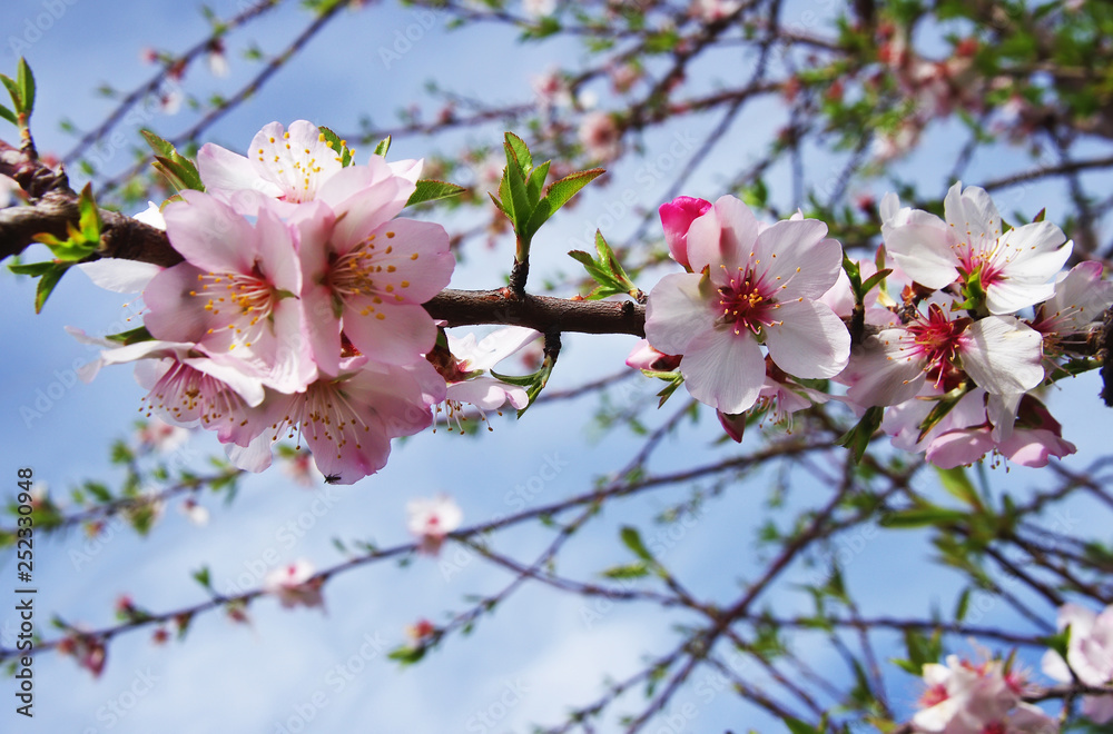 almond tree pink flowers with branch on blue sky background almond tree pink flowers with branch on blue sky background
