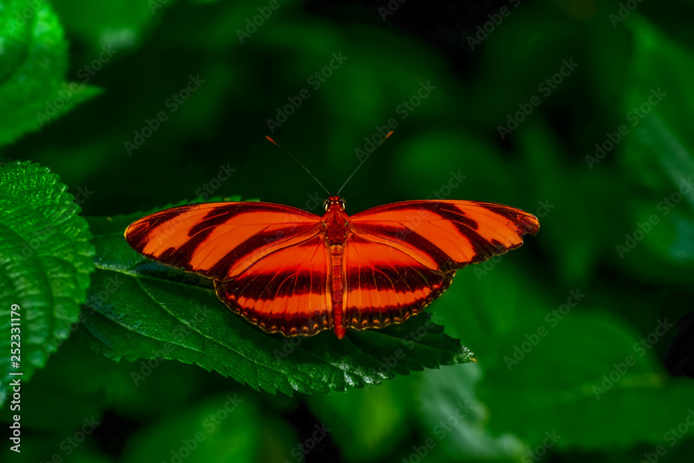 Closeup beautiful butterfly sitting on flower. phaetusa Closeup beautiful butterfly sitting on flower. phaetusa