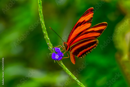 Closeup beautiful butterfly sitting on flower. phaetusa