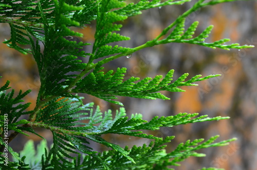 Branch of a coniferous tree.