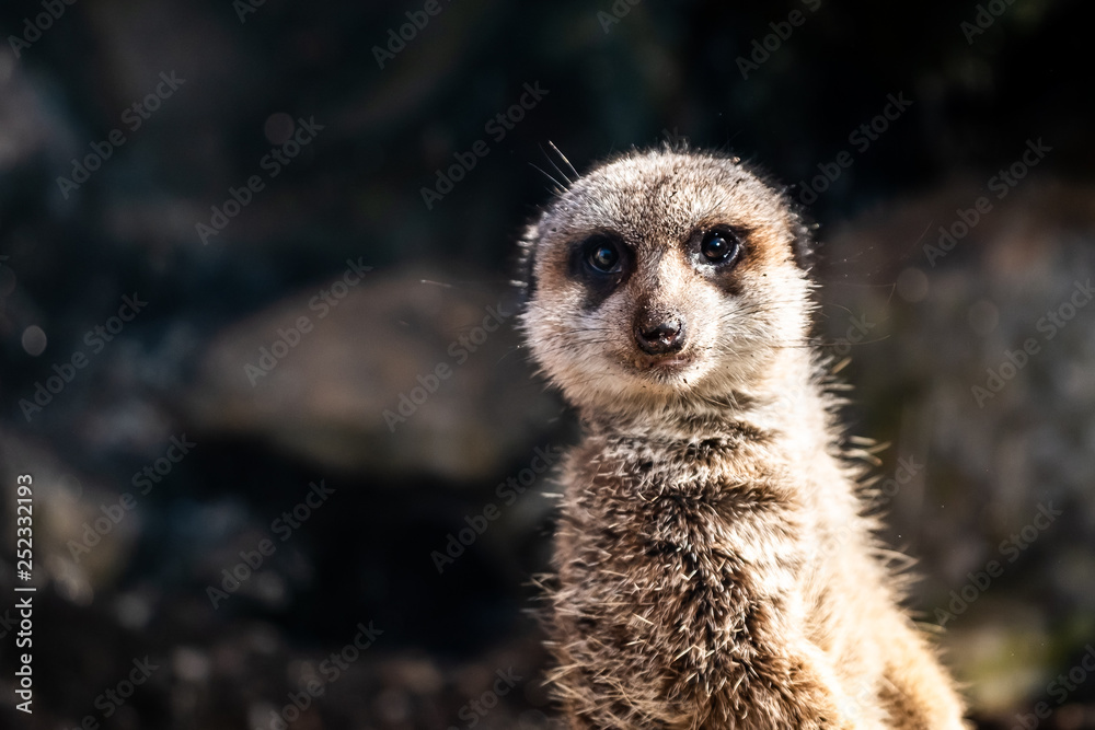 Fototapeta premium Portrait d'un suricate