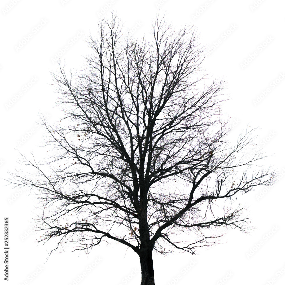 Silhouette of tree with bare branches. Winter