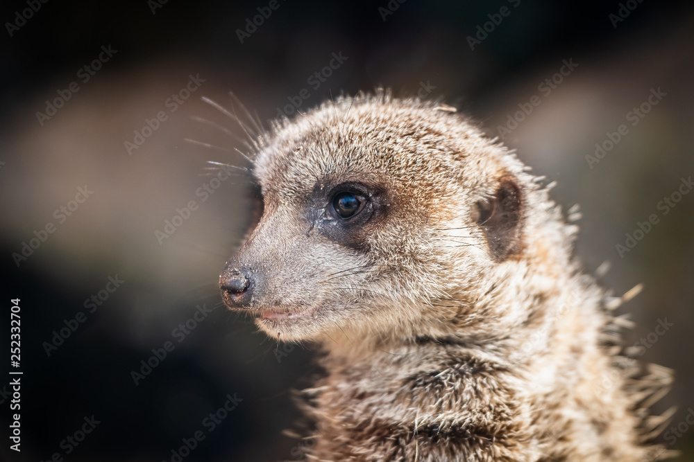 Fototapeta premium Portrait de suricate