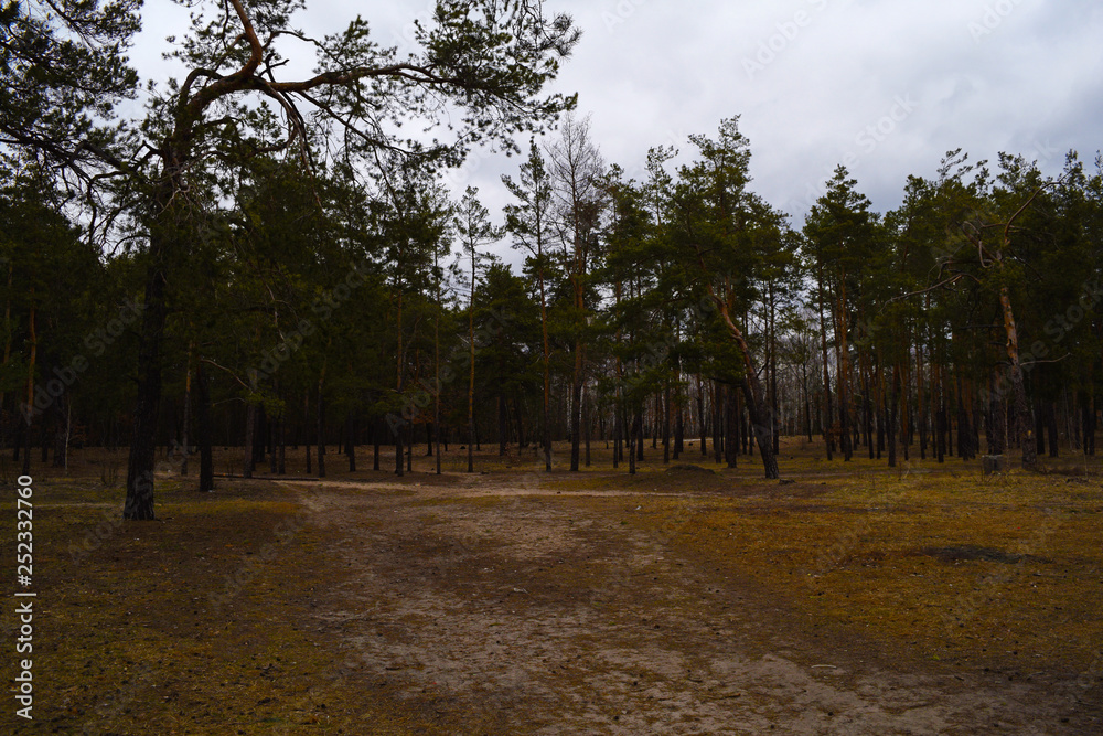 The pine forest is dark. Landscape. The pine forest is dark. Landscape.