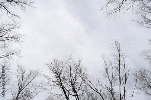 View from below through the branches of the cloudy sky bright.