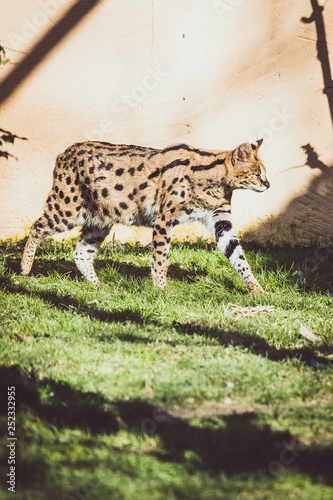 Fototapeta Naklejka Na Ścianę i Meble -  Serval dans un parc de fauves