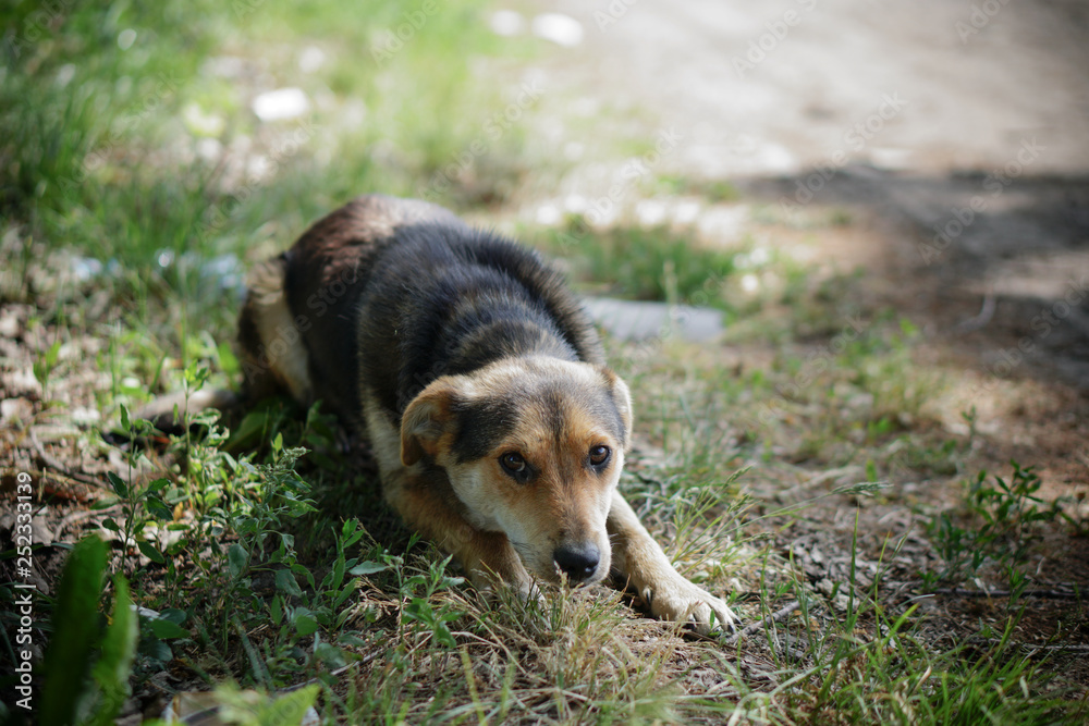 Beautiful dog on nature with sad eyes. Domestic animals in the nursery. Stock photo Beautiful dog on nature with sad eyes. Domestic animals in the nursery. Stock photo