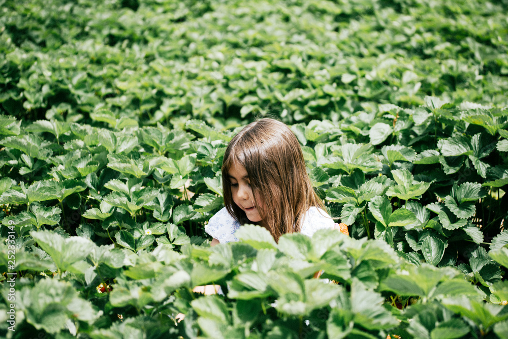 Girl picking Strawberries In The Field Girl picking Strawberries In The Field