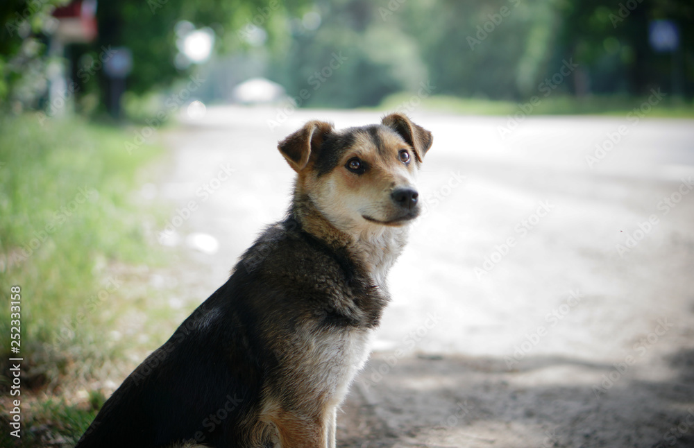 Beautiful dog on nature with sad eyes. Domestic animals in the nursery. Stock photo Beautiful dog on nature with sad eyes. Domestic animals in the nursery. Stock photo