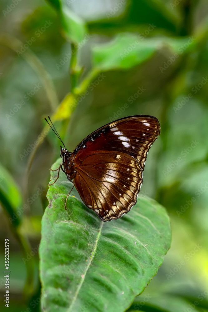 Closeup beautiful butterfly sitting on flower. Eggfly Closeup beautiful butterfly sitting on flower. Eggfly
