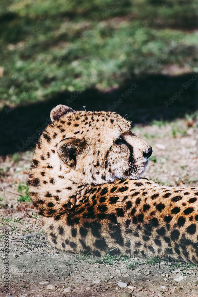 Obraz premium Portrait de guépard