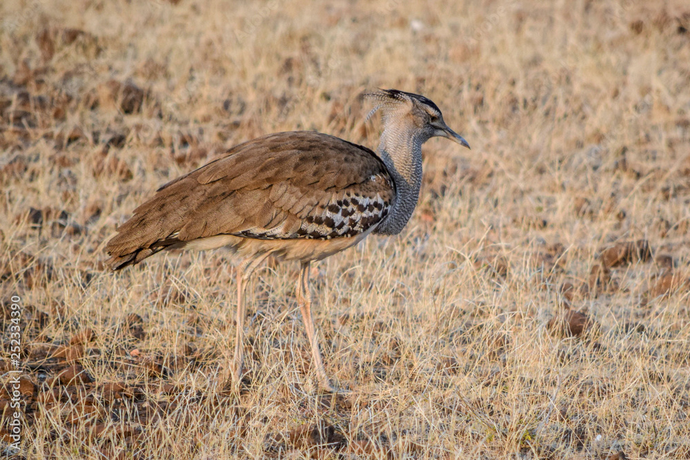 Kori Bustard