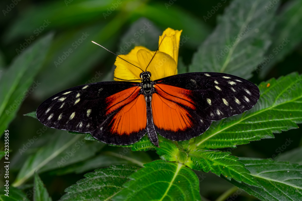 Closeup beautiful butterfly sitting on flower. hecale zuleika Closeup beautiful butterfly sitting on flower. hecale zuleika