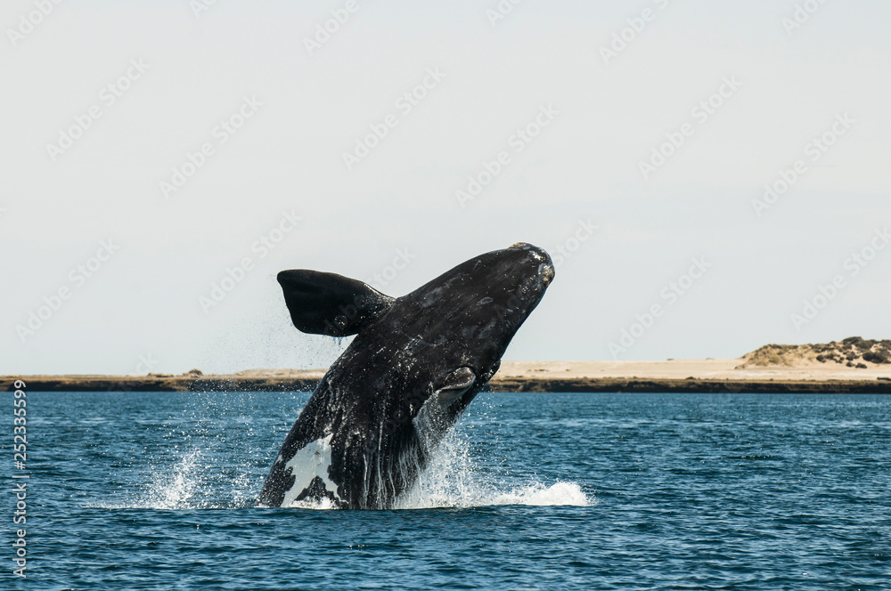 Fototapeta premium Whale jumping in Peninsula Valdes,, Patagonia, Argentina