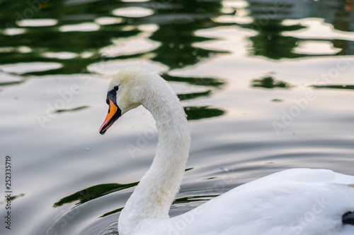 Fototapeta Naklejka Na Ścianę i Meble -  A graceful white swan is pouring on the lake. The head and neck of the swan are  close-up.  A large bird floats on the water.