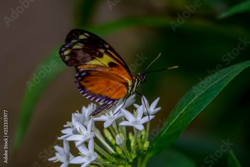 Closeup   beautiful butterfly sitting on flower.  hecale zuleika  photo