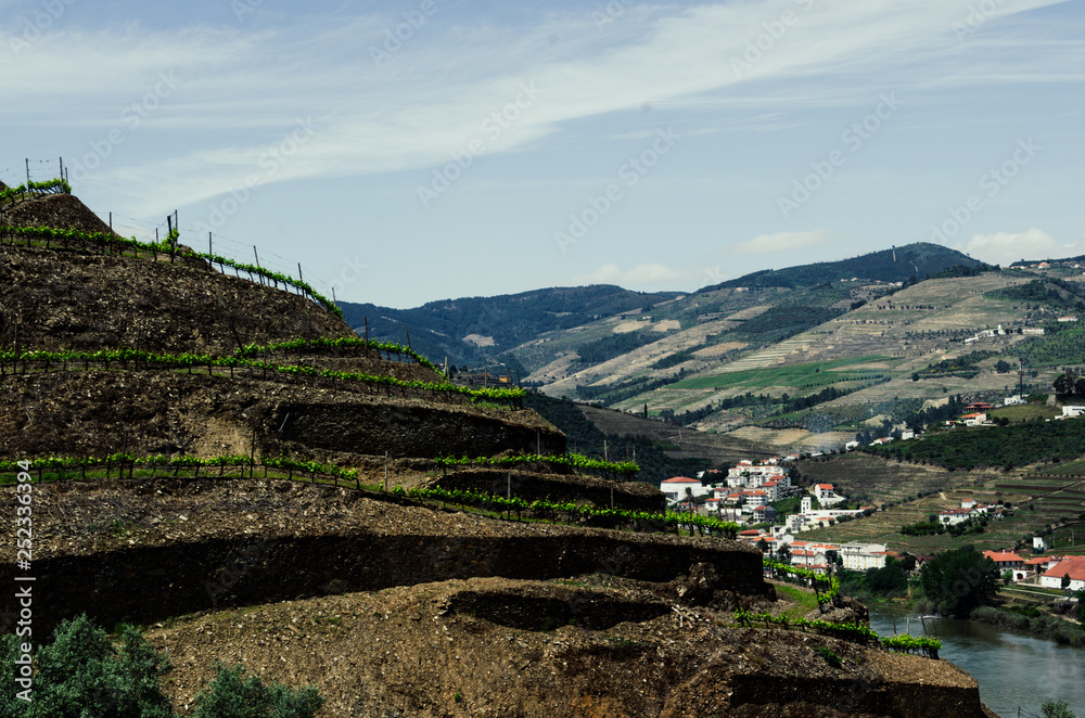 grape vineyards hills