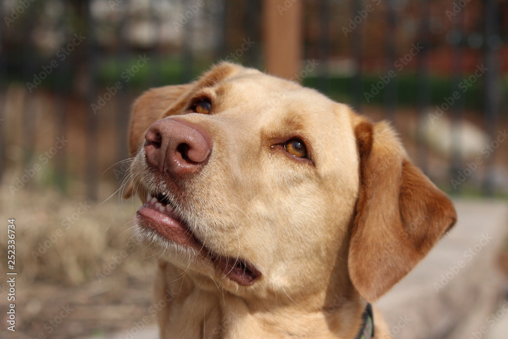 Golden Retriever Golden Retriever