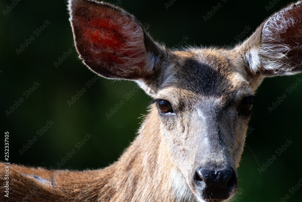 Deer watching Deer watching