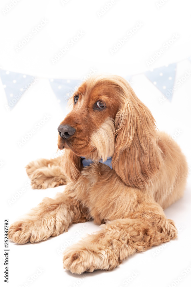 Cocker Spaniel photoshoot laying down isolated on white background