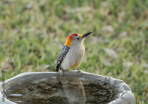 Golden-fronted Woodpecker (Melanerpes aurifrons) on Birdbath photo