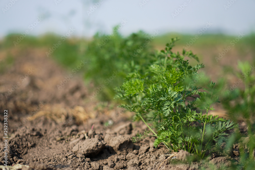 Planted carrot plants in the garden. Vegetarian ecological food. Stock background, photo Planted carrot plants in the garden. Vegetarian ecological food. Stock background, photo