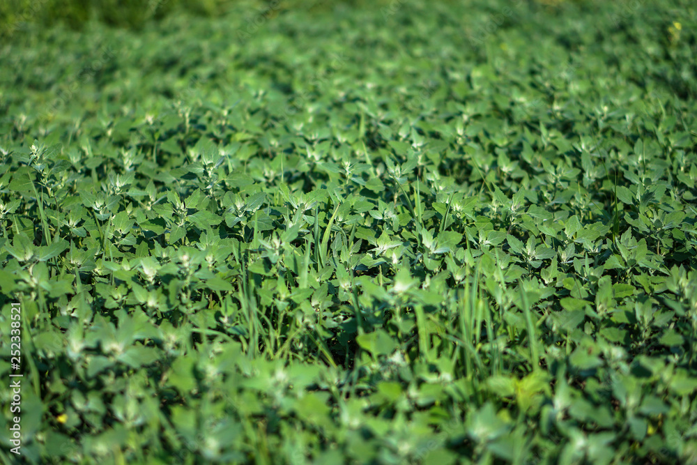 Young weed in the field muffled the growth of fruits and vegetables. Farmer problem. Stock background, photo Young weed in the field muffled the growth of fruits and vegetables. Farmer problem. Stock background, photo