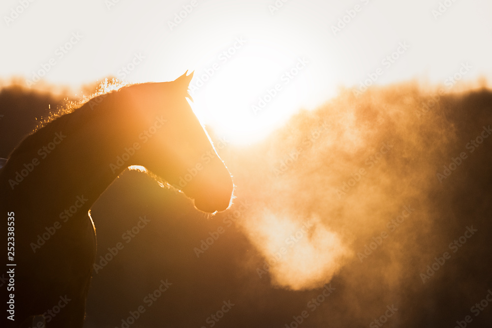 Pferd im Sonnenaufgang - obrazy, fototapety, plakaty 