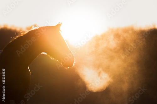 Pferd im Sonnenaufgang