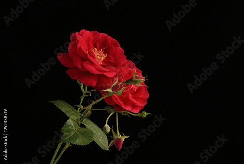 Old Fashioned Spring Roses on Black BG