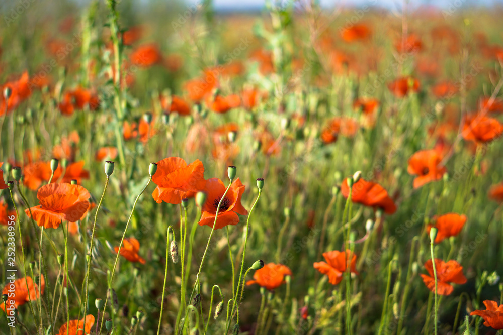Many red poppies in the field. Meadow with wild poppy and beautiful bokeh. Stock background, photo