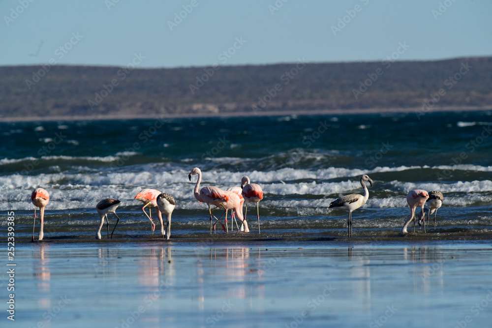 Fototapeta premium Flamingos flock, Patagonia, Argentina