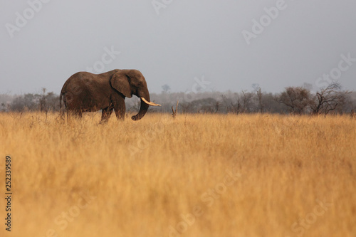 The big bull of african bush elephant (Loxodonta africana) is walking alone in open yellow dry african savanna