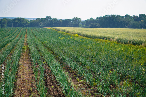 Farm garden with green onions during ripening. farm field with a big harvest. Summer business. Stock background, photo