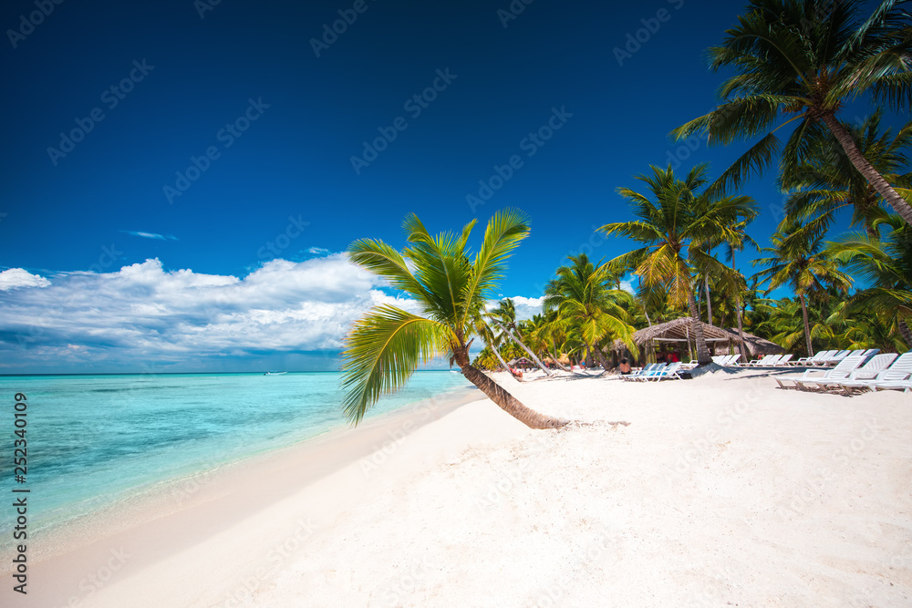 Obraz premium Palm trees on white sandy beach in Caribbean sea, Saona island. Dominican Republic.