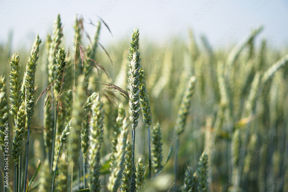 Farm garden sown wheat before maturation. farm field with a big harvest. Beautiful golden bread. Stock background, photo Farm garden sown wheat before maturation. farm field with a big harvest. Beautiful golden bread. Stock background, photo