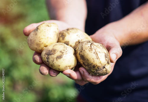 Farm garden with green potatoes during ripening. Vegetables in the hands of a farmer businessman. Stock background, photo.