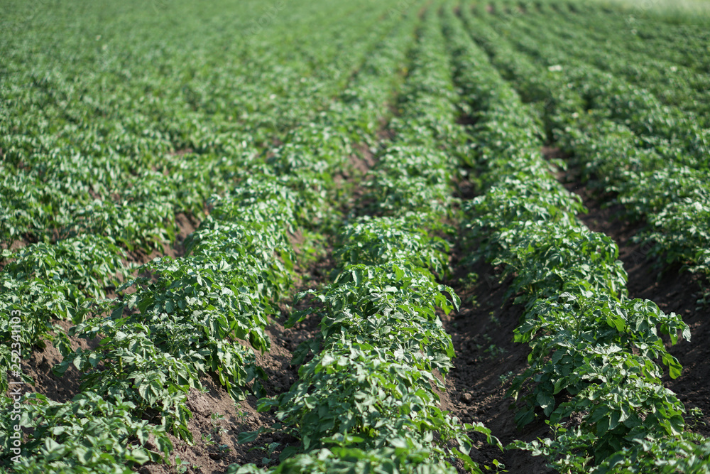Farm garden with green potatoes during ripening. Industrial business in rural areas. Stock background, photo. Farm garden with green potatoes during ripening. Industrial business in rural areas. Stock background, photo.