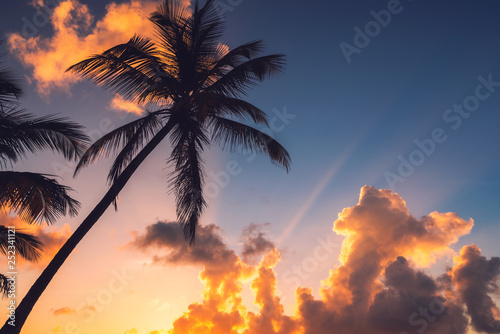 Silhouettes of palm trees against the sky during a tropical sunrise © ValentinValkov