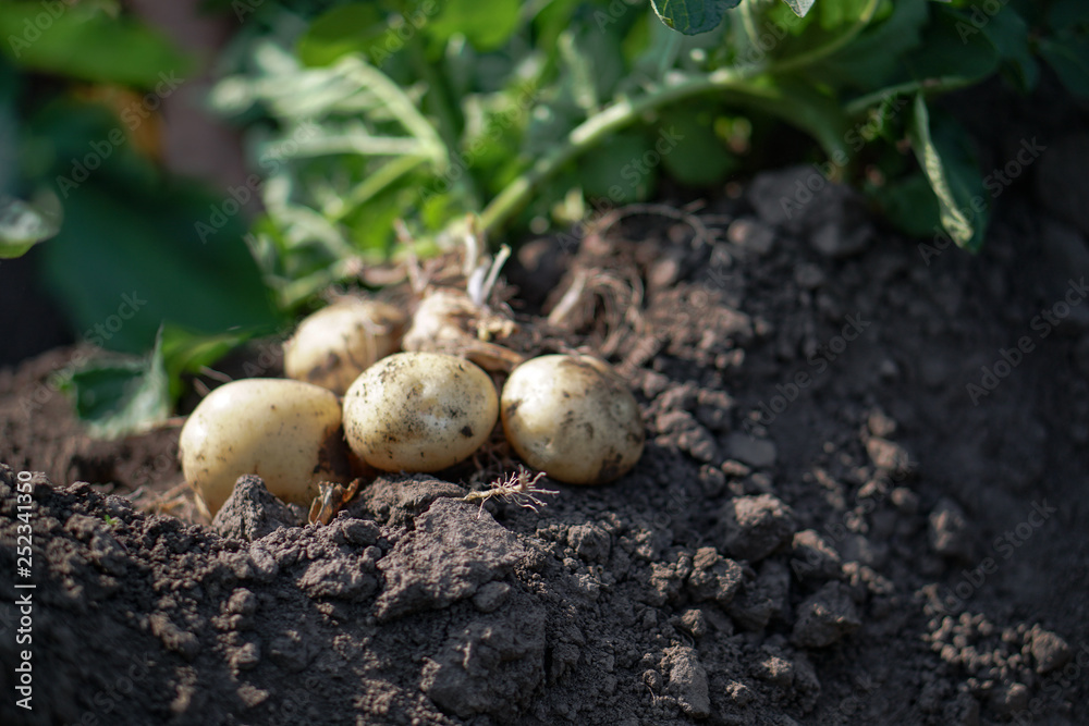 Farm garden with green potatoes during ripening. Digging some vegetables, food for vegetarians. Stock background, photo. Farm garden with green potatoes during ripening. Digging some vegetables, food for vegetarians. Stock background, photo.