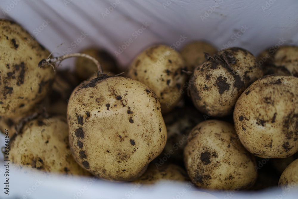 Farm garden with green potatoes during ripening. Digging some vegetables, food for vegetarians. Stock background, photo. Farm garden with green potatoes during ripening. Digging some vegetables, food for vegetarians. Stock background, photo.