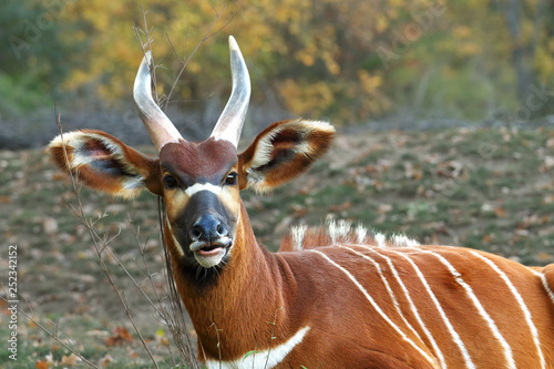 The detail of the head of bongo (Tragelaphus eurycerus) with huge horns and ears, colorful body with green and yellow background photo