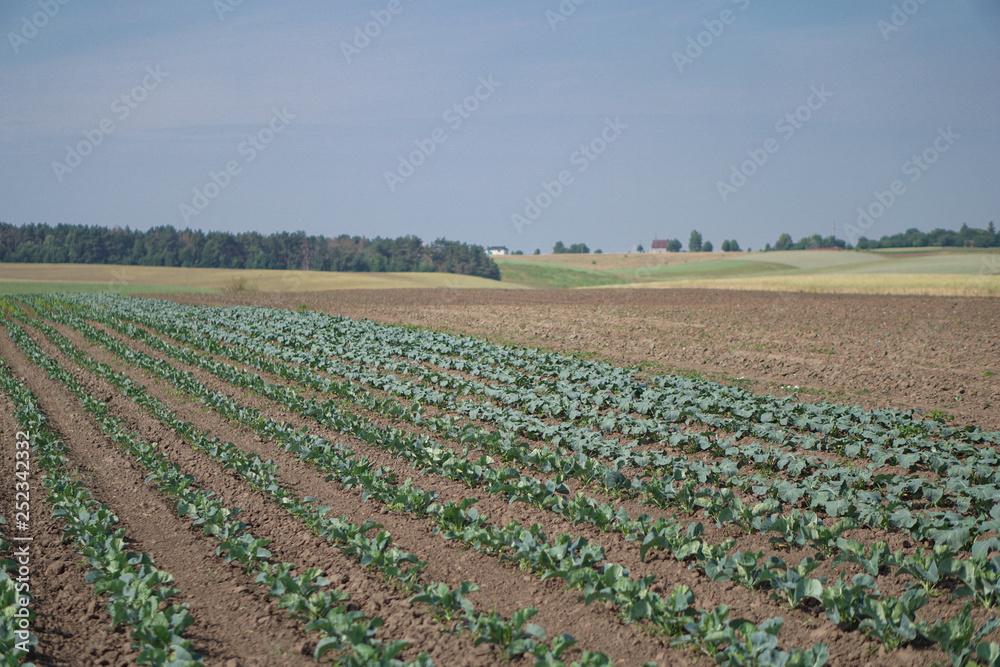 Cabbage in the garden of the farmer. Broccoli in the field. Summer healthy eating. Stock background, photo