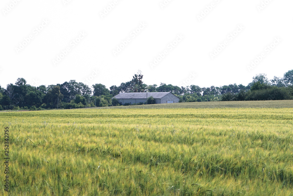Fototapeta premium Farm garden sown wheat before maturation. farm field with a big harvest. Beautiful golden bread. Stock background, photo