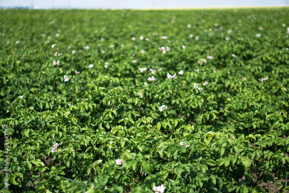 Farm garden with green potatoes during ripening. Industrial business in rural areas. Stock background, photo.