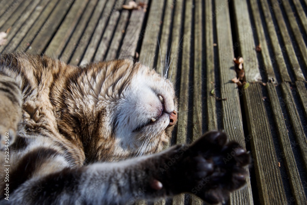 Obraz premium Domestic pet cat rolling / lying on decking outdoors, teeth visible in sun